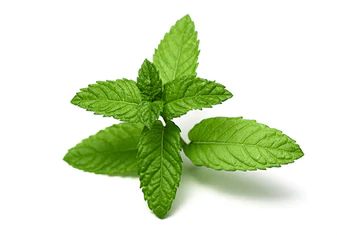 https://cdn.shopify.com/s/files/1/0275/8072/7380/t/8/assets/pf-204dd9d1-cf67-4c43-9096-8246248e8f09--IngredientsPeppermint_337x