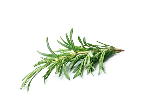 https://cdn.shopify.com/s/files/1/0275/8072/7380/t/8/assets/pf-98be54fd-32dd-4d9e-8ba6-0795eaf6f3b9--IngredientsRosemary_500x