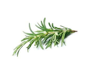 https://cdn.shopify.com/s/files/1/0275/8072/7380/t/8/assets/pf-98be54fd-32dd-4d9e-8ba6-0795eaf6f3b9--IngredientsRosemary_337x