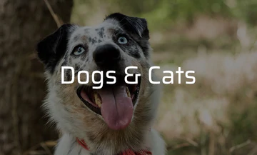 We protect Dogs and Cats