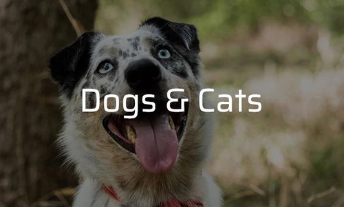 We protect Dogs and Cats